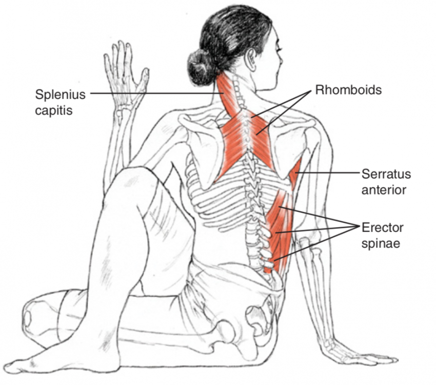 Спину и поясницу шею и. Ардха Матсиендрасана анатомия. Сукхасана анатомия йоги. Гарудасана анатомия йоги. Супта Ардха Матсиендрасана.