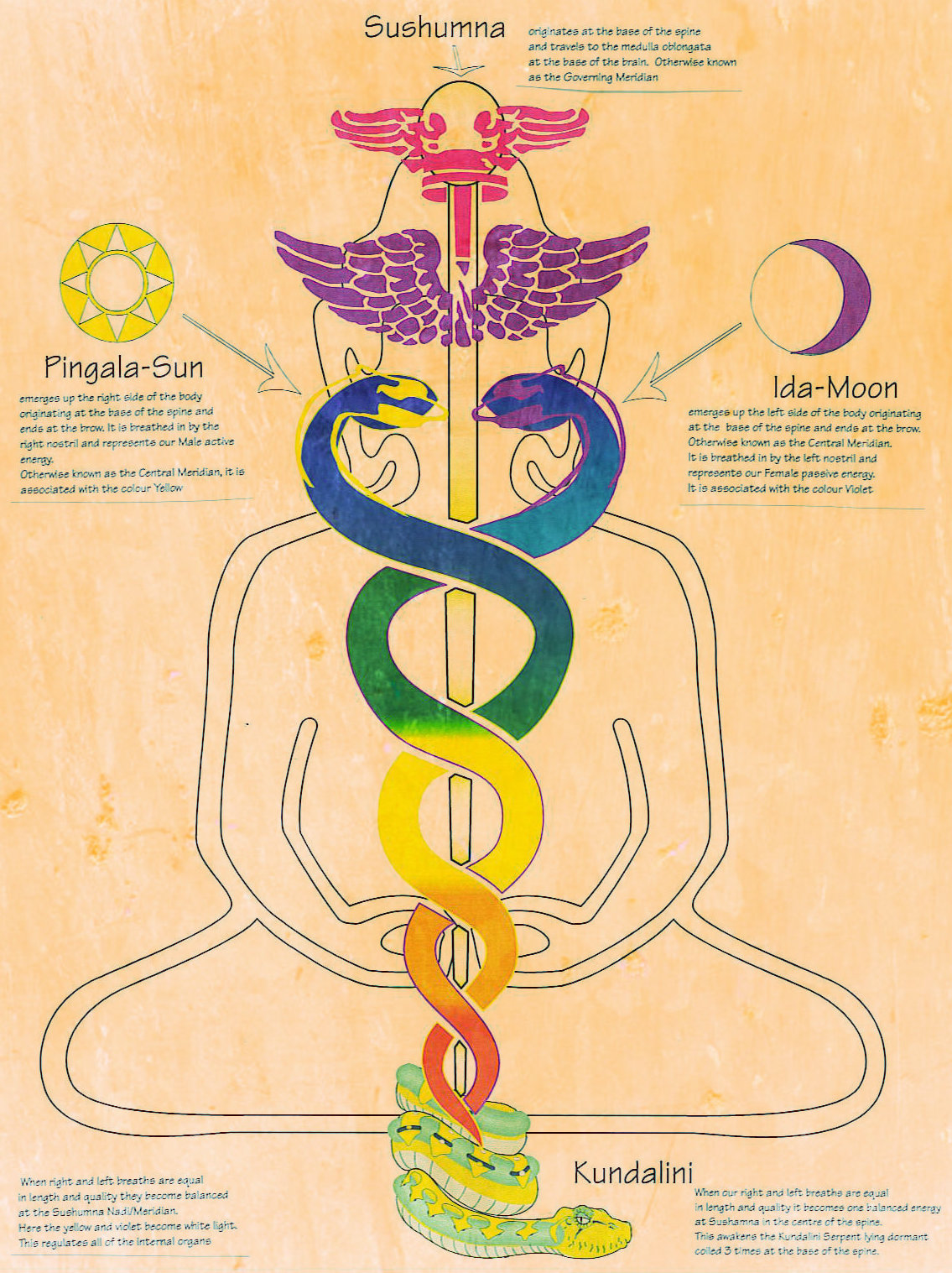 The masculine and the feminine